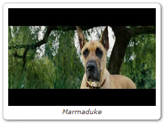 Marmaduke