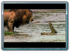 Lion Intimidates Crocodile