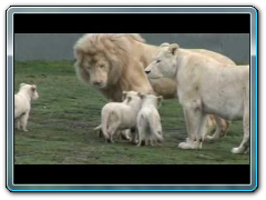 White Lion Cubs birth part 2 - starting to eat.