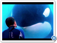 Blackfish - Official Trailer (HD) Documentary, Orca